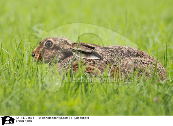 brown hares / FL-01584