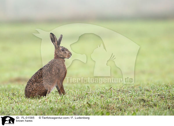 brown hares / FL-01585