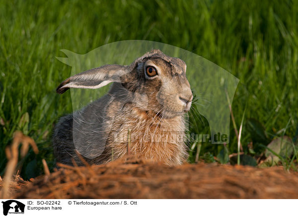 European hare / SO-02242