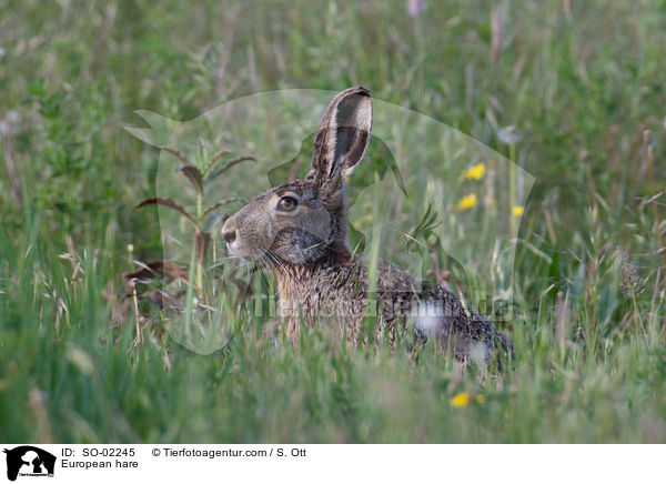 European hare / SO-02245