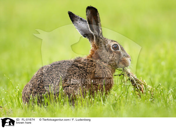 brown hare / FL-01674