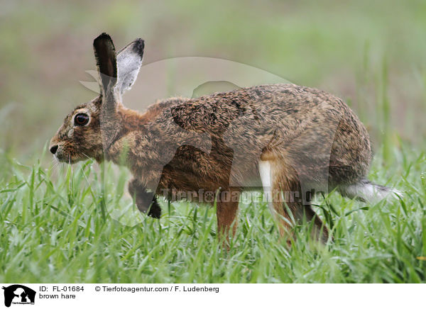 brown hare / FL-01684