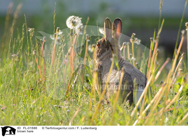 brown hare / FL-01686