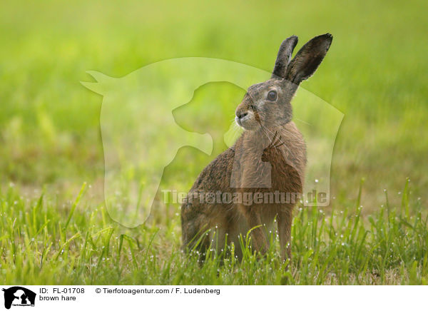 brown hare / FL-01708