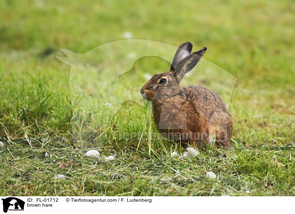 brown hare / FL-01712
