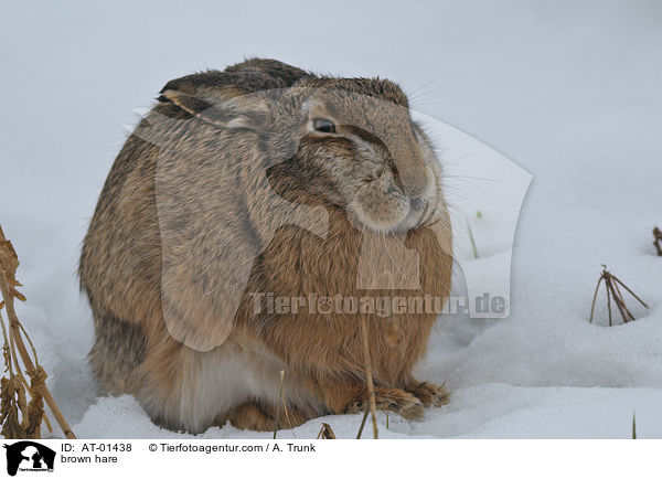 brown hare / AT-01438