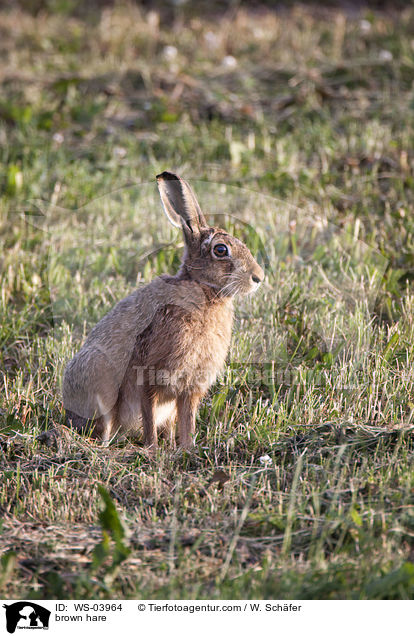 brown hare / WS-03964