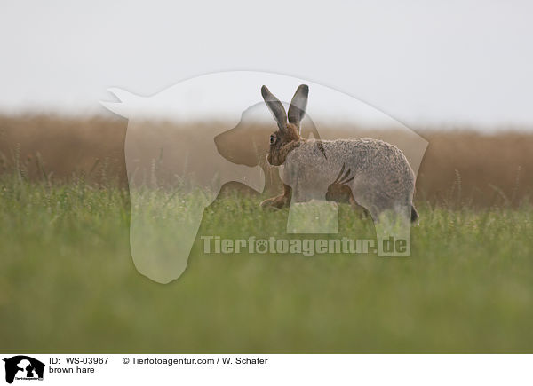 brown hare / WS-03967