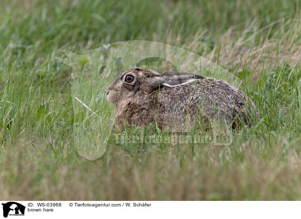 brown hare / WS-03968