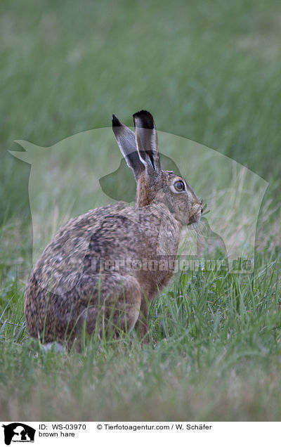 brown hare / WS-03970