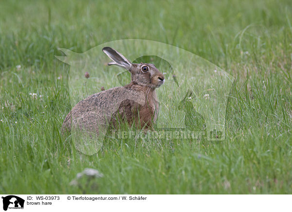 brown hare / WS-03973