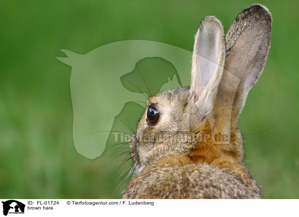 brown hare / FL-01724