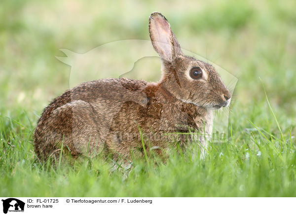 brown hare / FL-01725