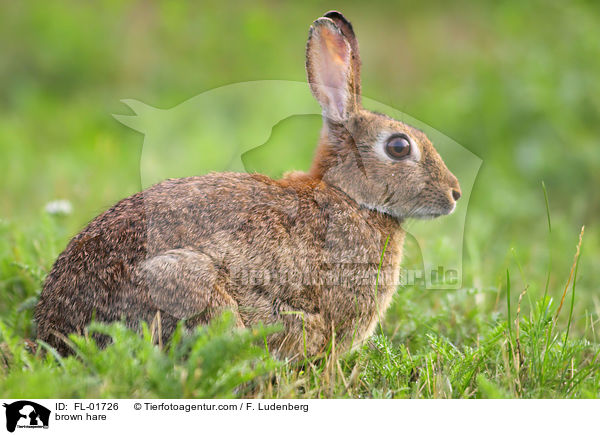 brown hare / FL-01726