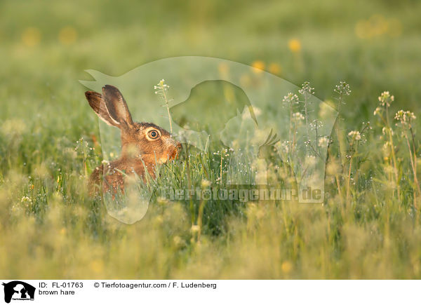 brown hare / FL-01763