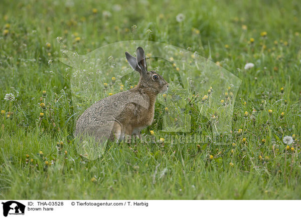 brown hare / THA-03528