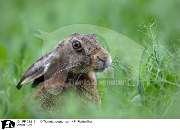 brown hare / FF-01216