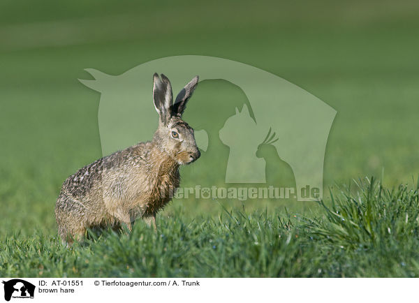 brown hare / AT-01551