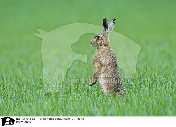 Feldhase / brown hare / AT-01552