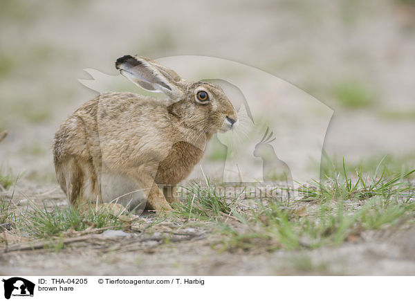 brown hare / THA-04205