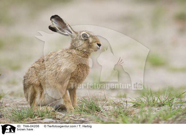 brown hare / THA-04206