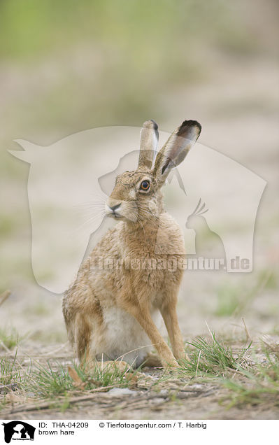 brown hare / THA-04209