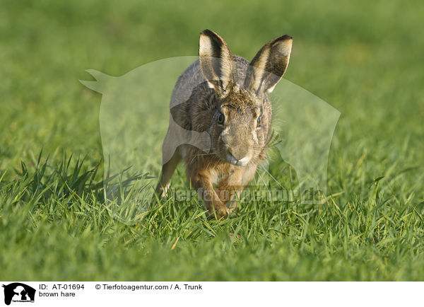 Feldhase / brown hare / AT-01694