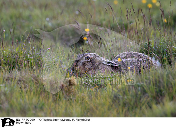 brown hare / FF-02090