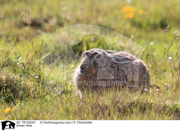 brown hare / FF-02091