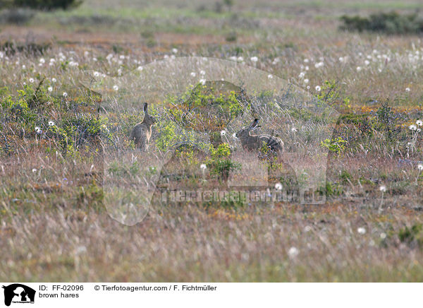 brown hares / FF-02096