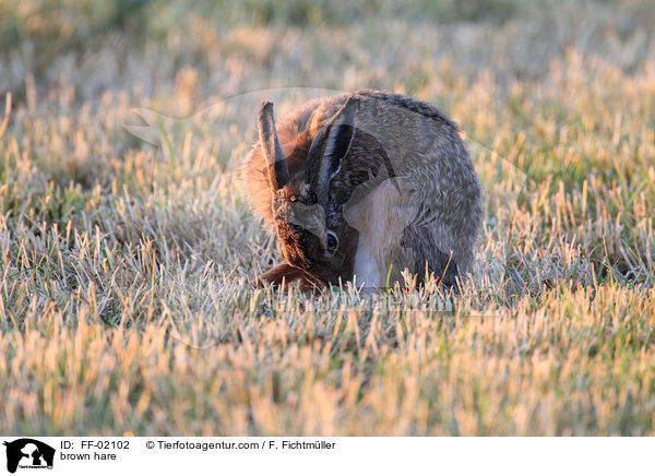 brown hare / FF-02102