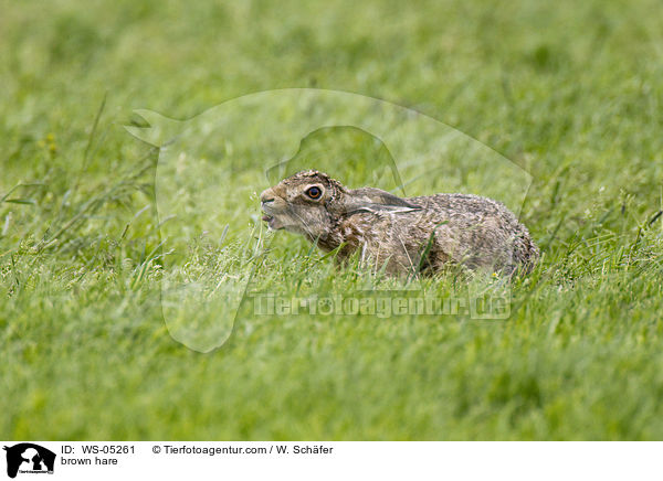 brown hare / WS-05261