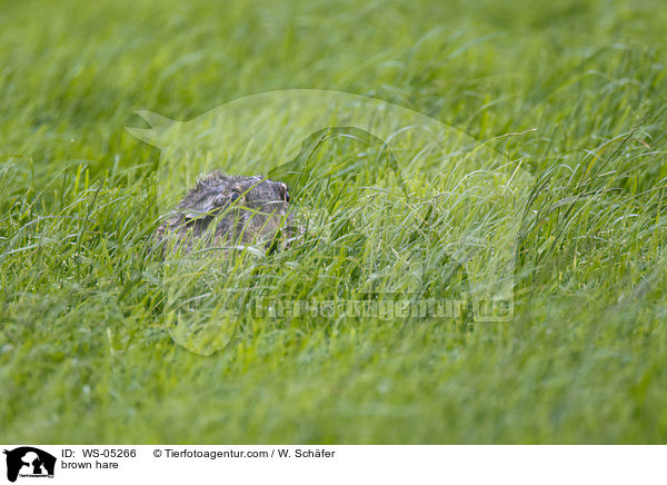 Feldhase / brown hare / WS-05266