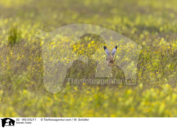 brown hare / WS-05271