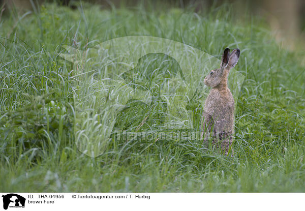 brown hare / THA-04956