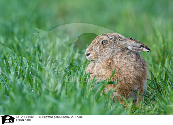 Feldhase / brown hare / AT-01961