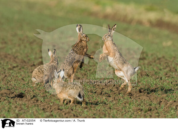 Feldhasen / brown hares / AT-02054