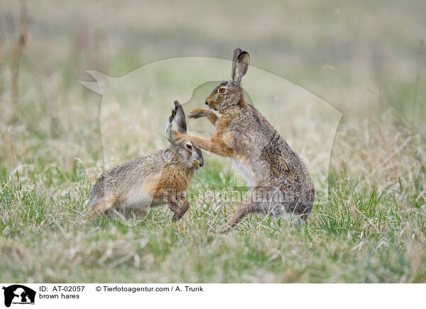 brown hares / AT-02057