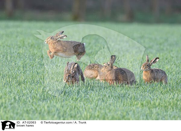 Feldhasen / brown hares / AT-02063