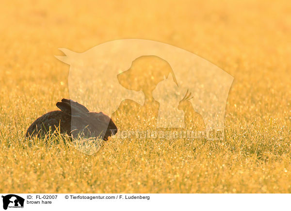 brown hare / FL-02007