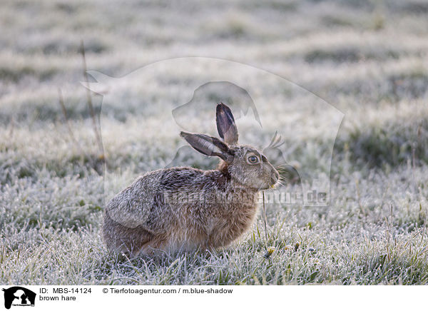Feldhase / brown hare / MBS-14124