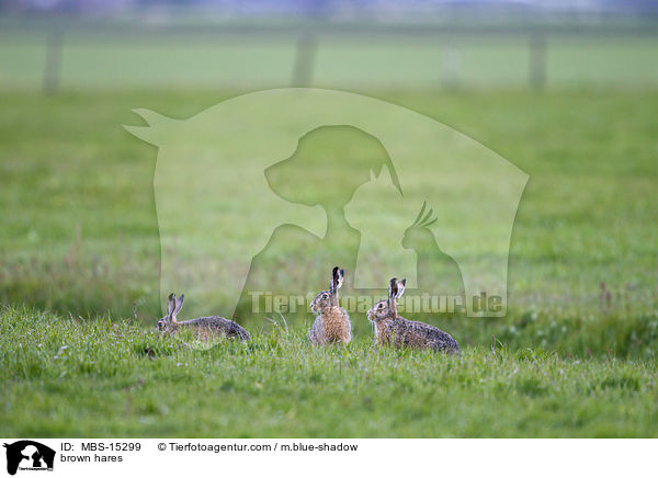 Feldhasen / brown hares / MBS-15299