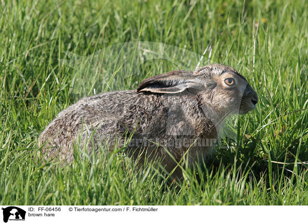 brown hare / FF-06456