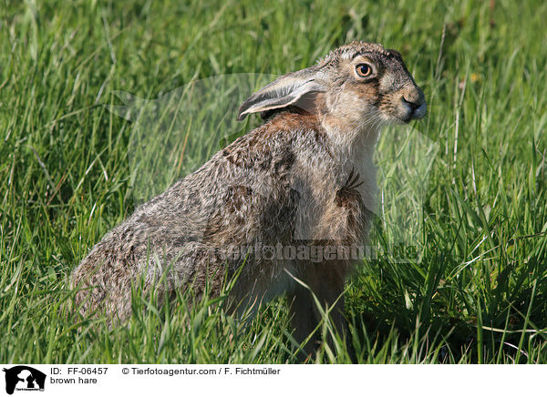 Feldhase / brown hare / FF-06457