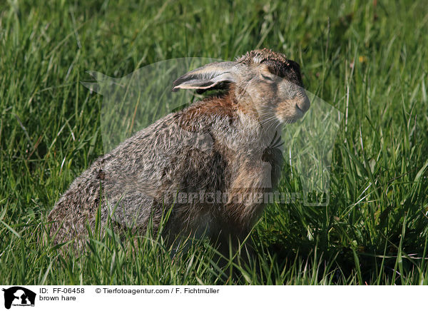 brown hare / FF-06458