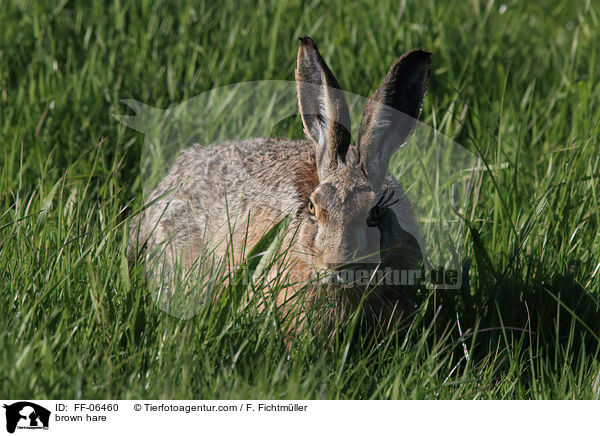 Feldhase / brown hare / FF-06460