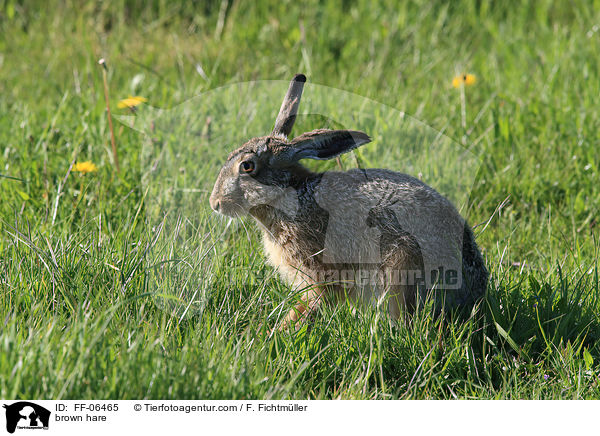 Feldhase / brown hare / FF-06465