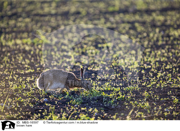 brown hare / MBS-16597