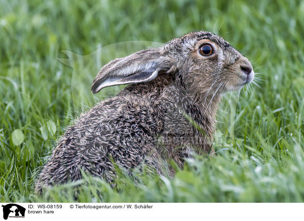 brown hare / WS-08159