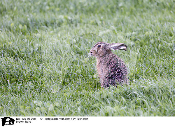 Feldhase / brown hare / WS-08298